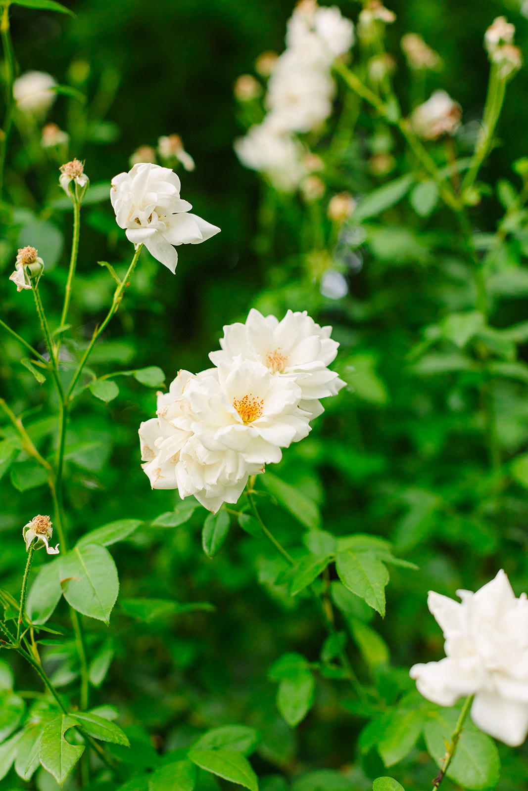 flower garden at sky ranch lodge